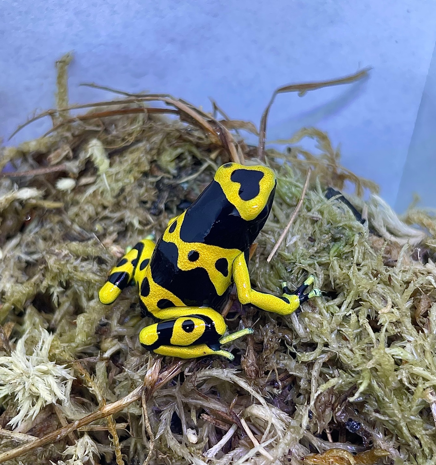 Bumble Bee DartFrogs YellowBanded Dart Frog by Vega Herping Kingdom