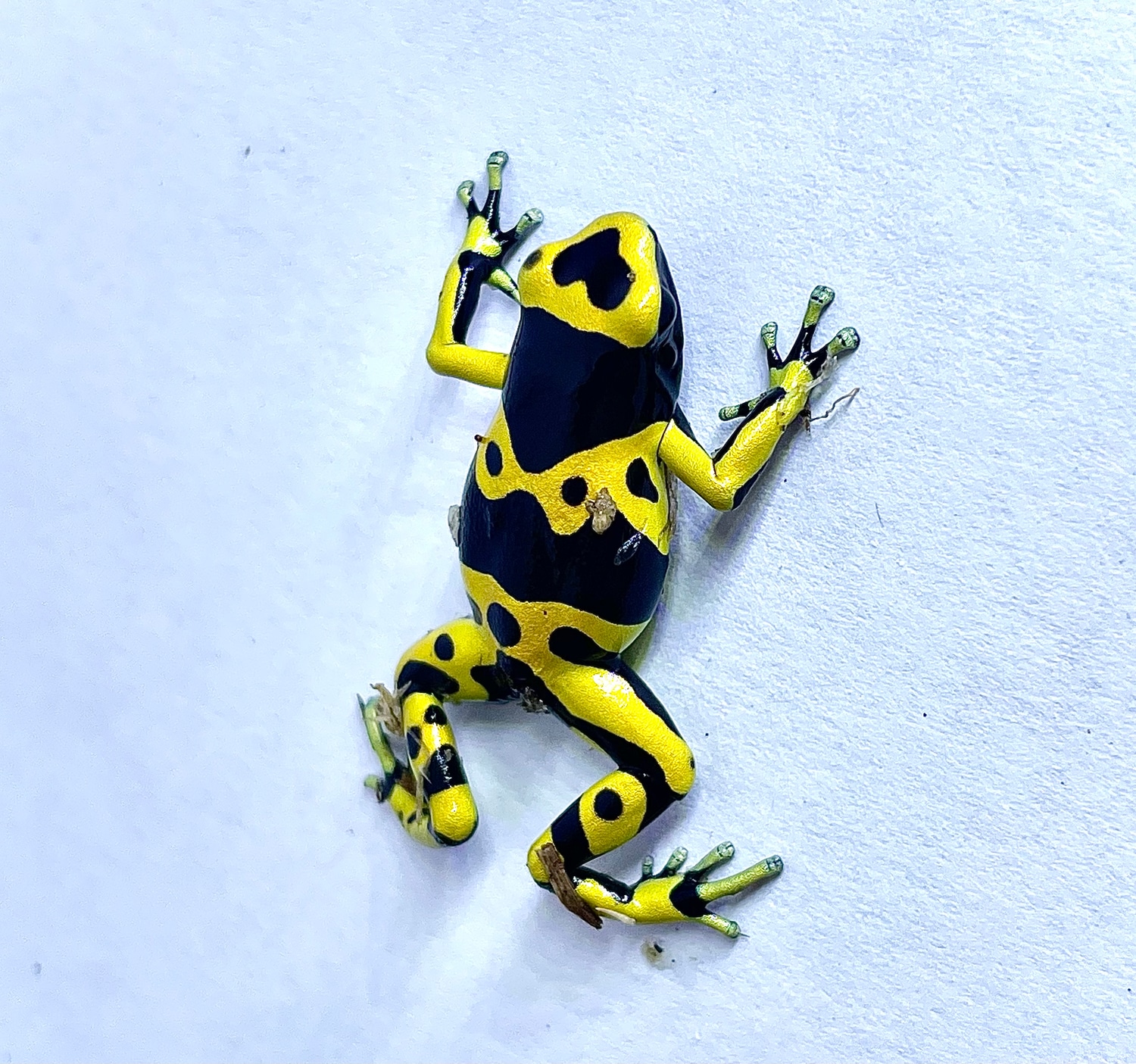 Bumble Bee DartFrogs YellowBanded Dart Frog by Vega Herping Kingdom