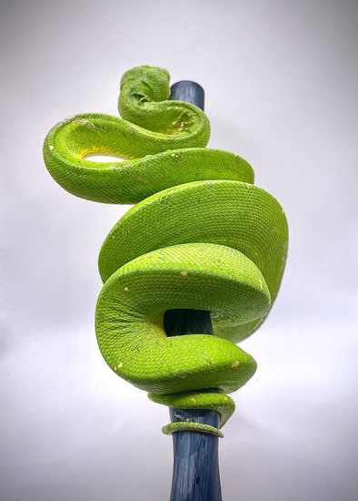 PURE Cyclops Mountain Green Tree Python by Vega Herping Kingdom