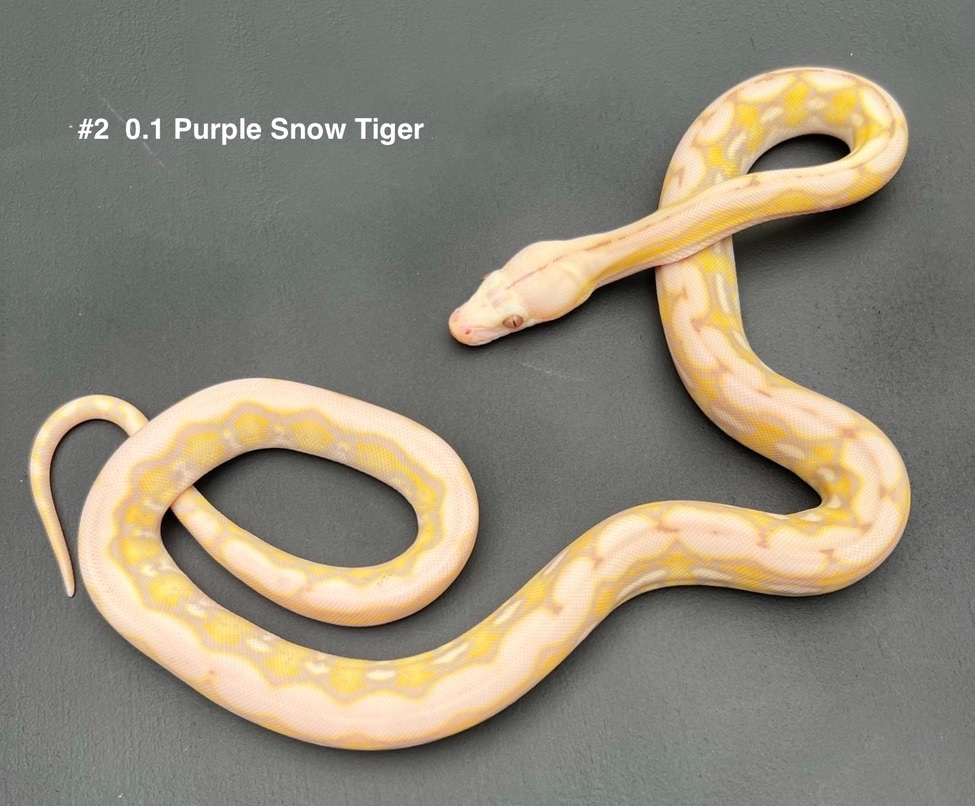 56.25% Kalaotoa/Jampea Purple Snow Tiger Reticulated Python by Ophidia ...