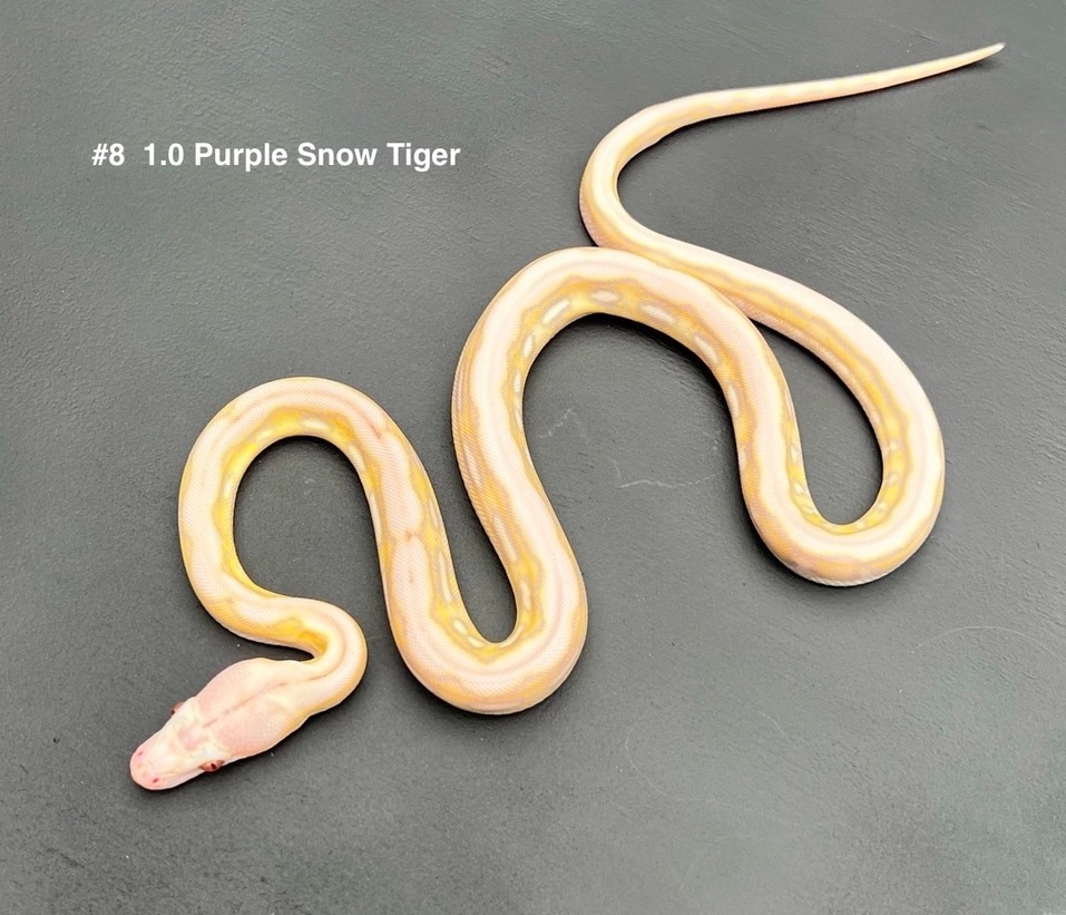 56.25% Kalaotoa/Jampea Purple Snow Tiger Reticulated Python by Ophidia ...
