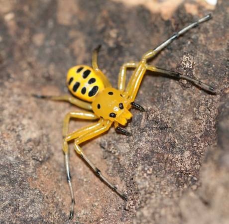 Platythomisus Octomaculatus Pikachu Crab Spider 1 FEMALE Other Spider Platythomisus Octomaculatus Pikachu Crab Spider 1 FEMALE Other Spider