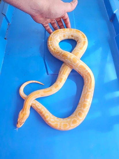 Vis Albino Het Granite Burmese Python by Hannahs exotics