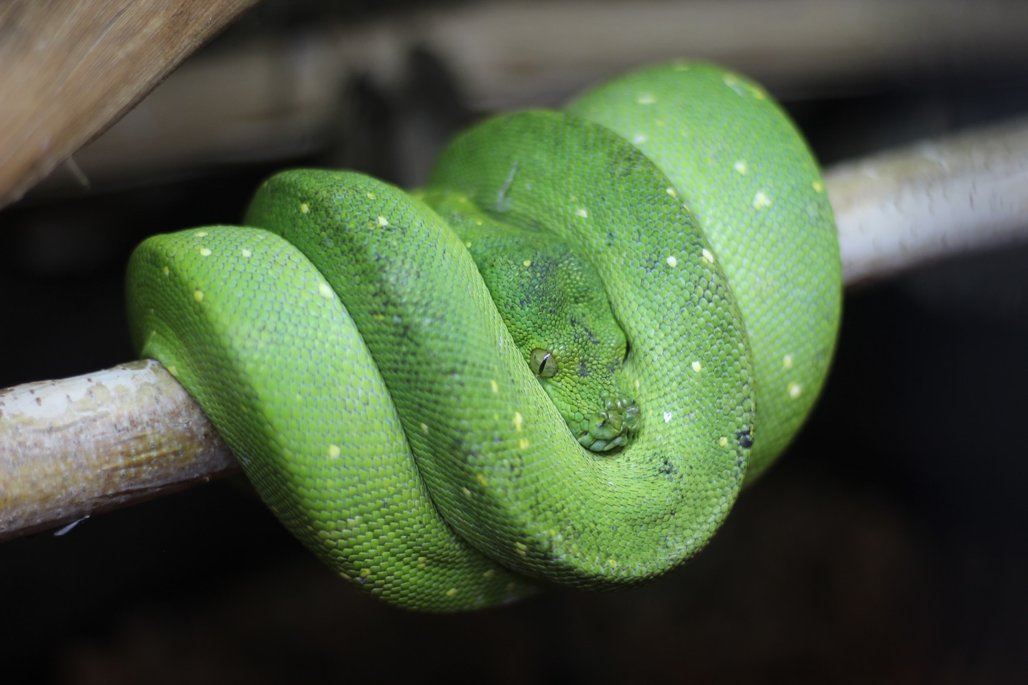 Adult Male Biak Green Tree Python by Versatile Reptile - MorphMarket