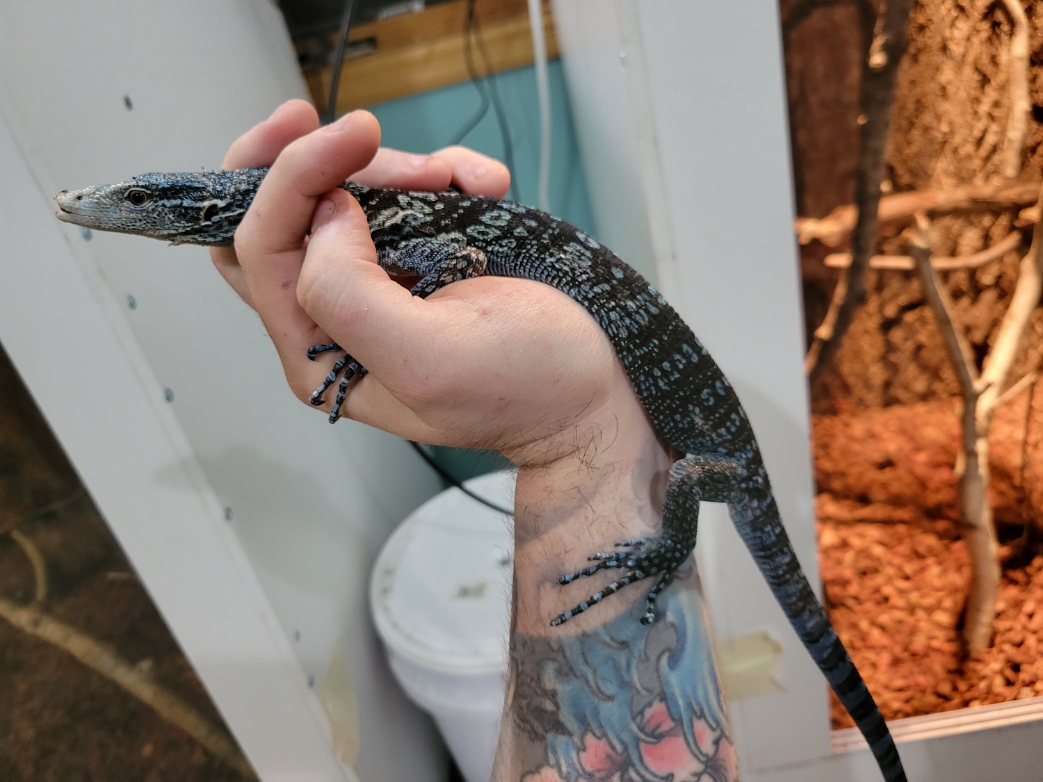 Sub Adult Male Blue Tree Monitor by Versatile Reptile MorphMarket