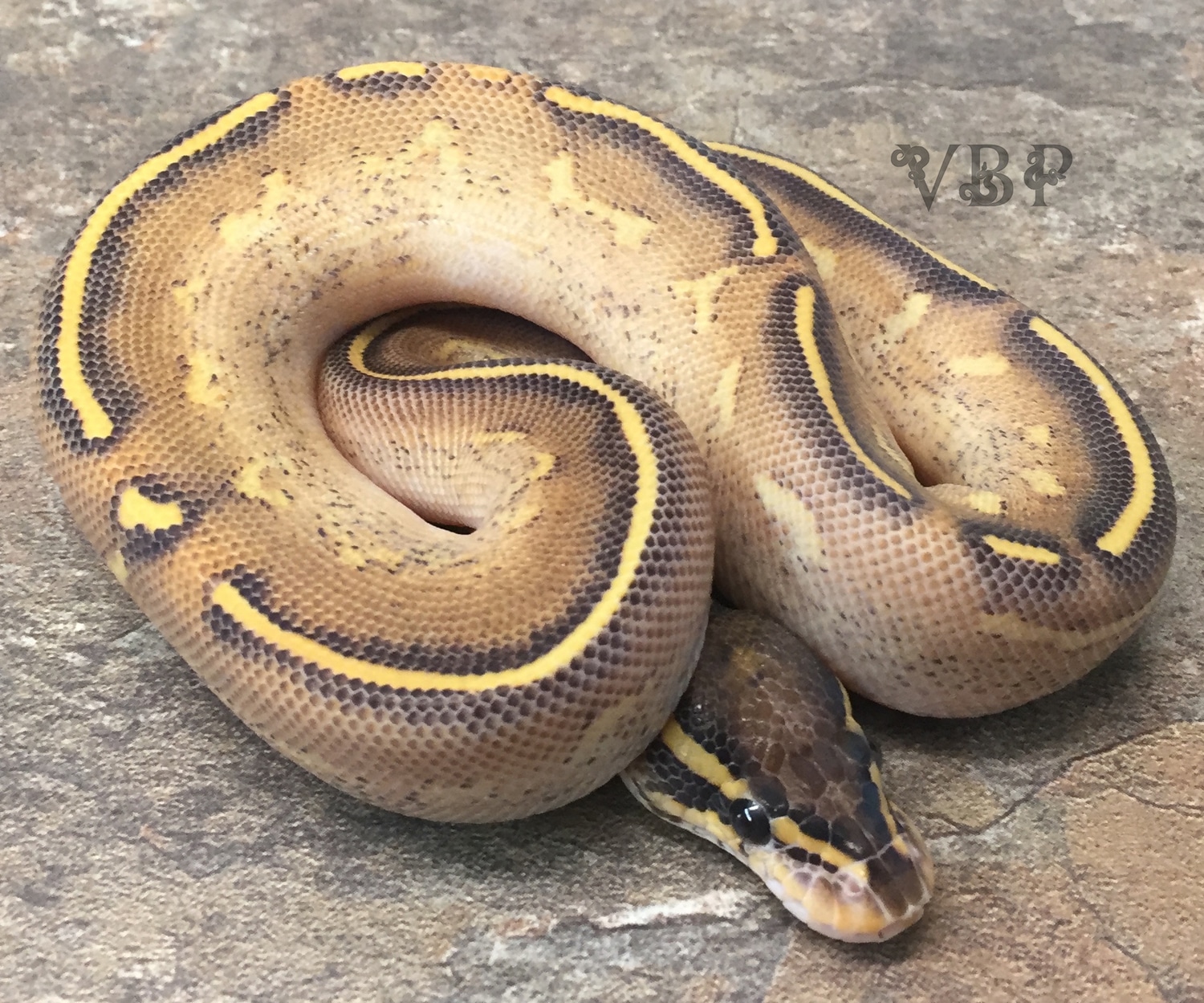 Highway Ball Python by Vesper Ball Pythons - MorphMarket