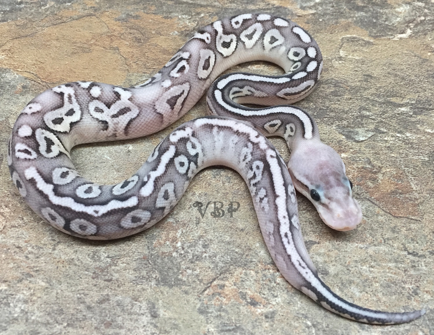 Pastel Sterling Ball Python by Vesper Ball Pythons - MorphMarket
