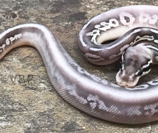 Vanilla Sterling Ball Python by Vesper Ball Pythons - MorphMarket