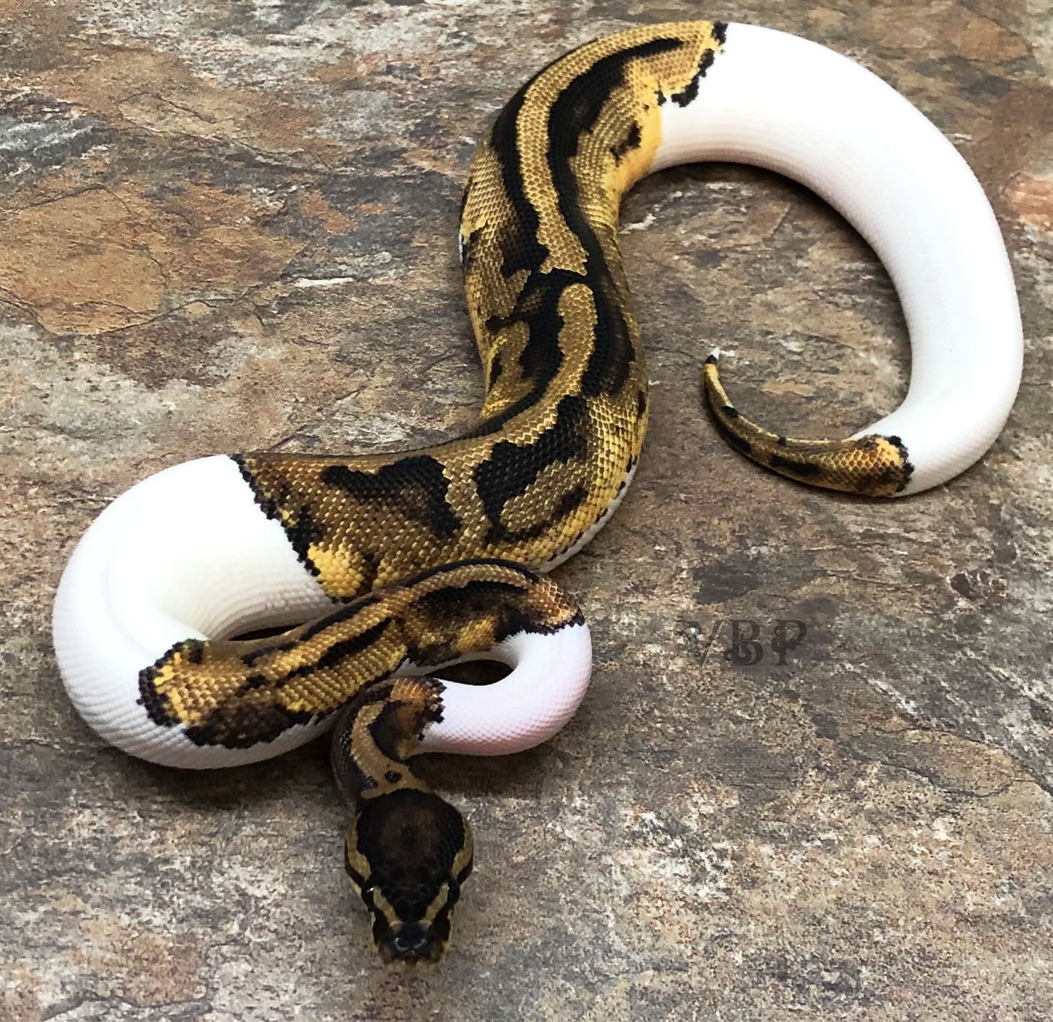 Vesper Pied Ball Python by Vesper Ball Pythons - MorphMarket