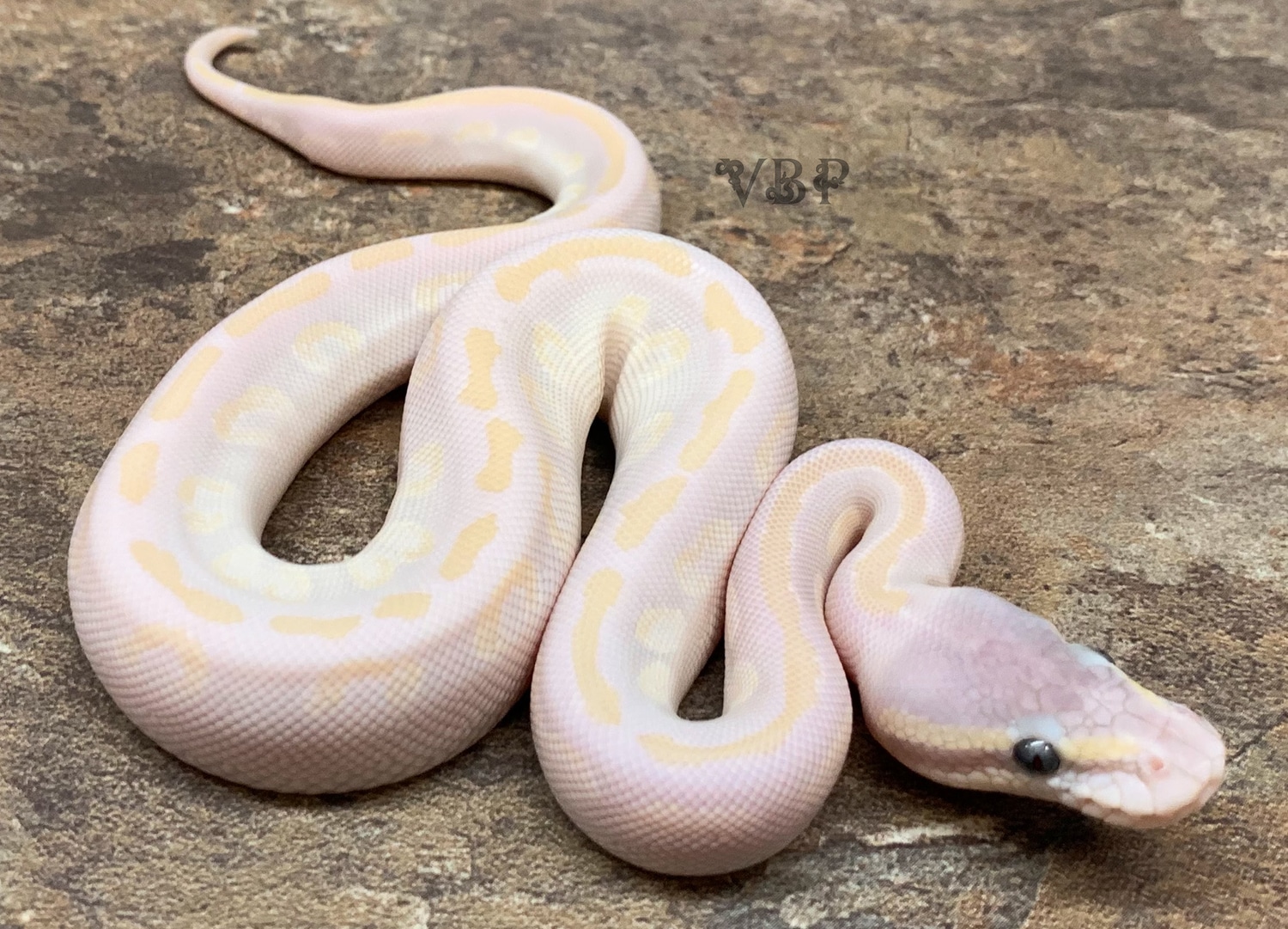 Black Pastel Opal Diamond Ball Python by Vesper Ball Pythons - MorphMarket