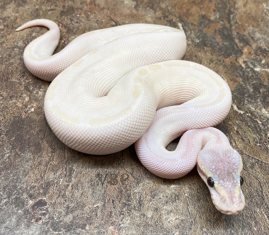 Black Pastel Opal Diamond Ball Python by Vesper Ball Pythons