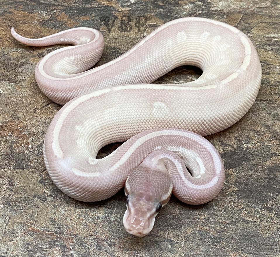 Coral Glow/Banana Purple Passion Ball Python by Vesper Ball Pythons