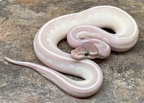 Coral Glow/Banana Purple Passion Ball Python by Vesper Ball Pythons ...