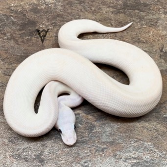 White Diamond Ball Python by Vesper Ball Pythons - MorphMarket
