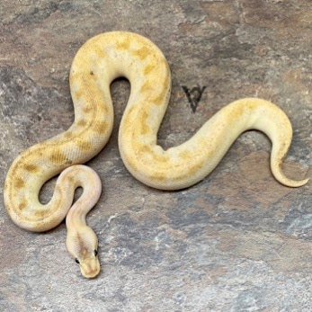 Pastel Enchi Calico Pumpkin Champagne Ball Python