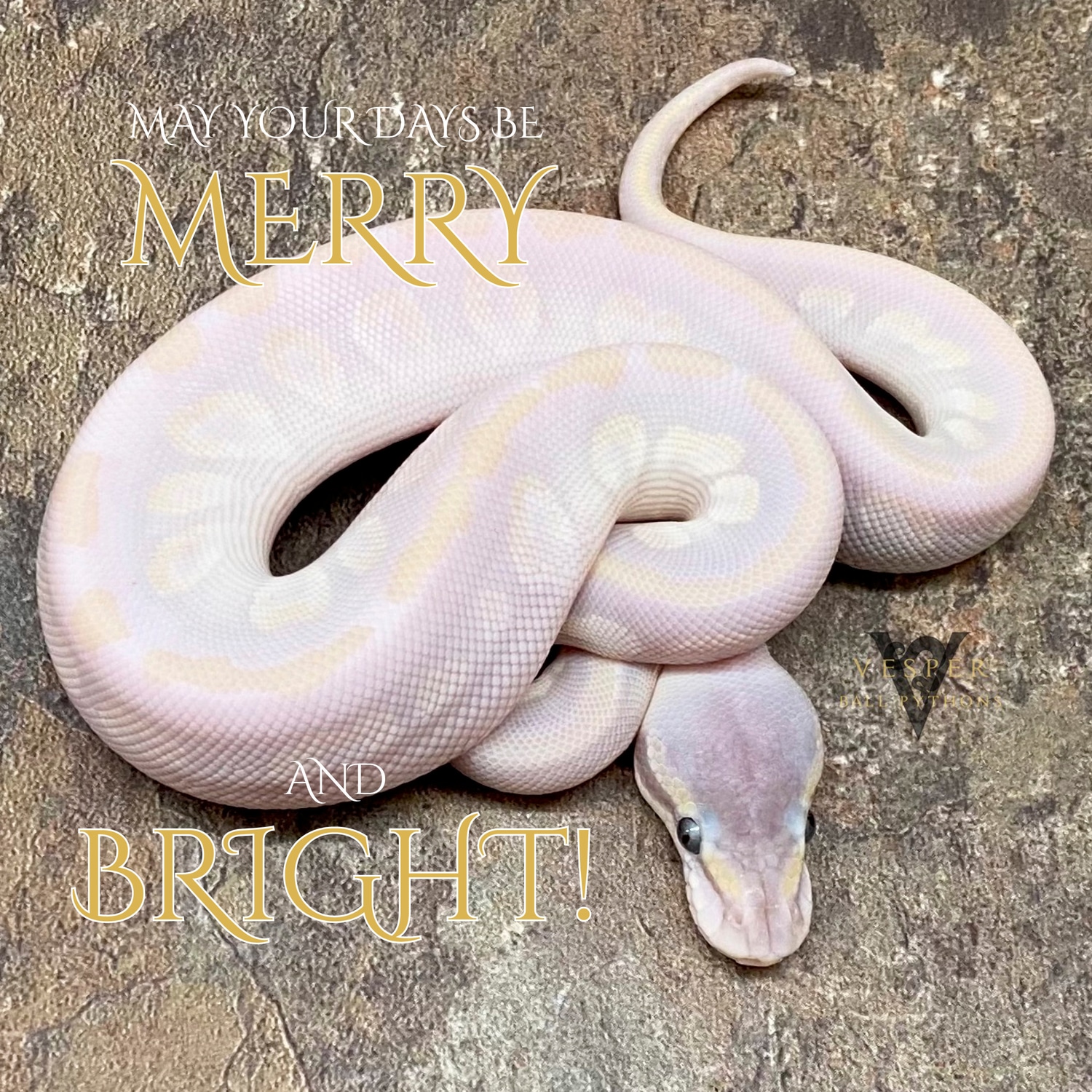 Black Pastel Opal Diamond Blue Eyed Lucy Ball Python by Vesper Ball ...