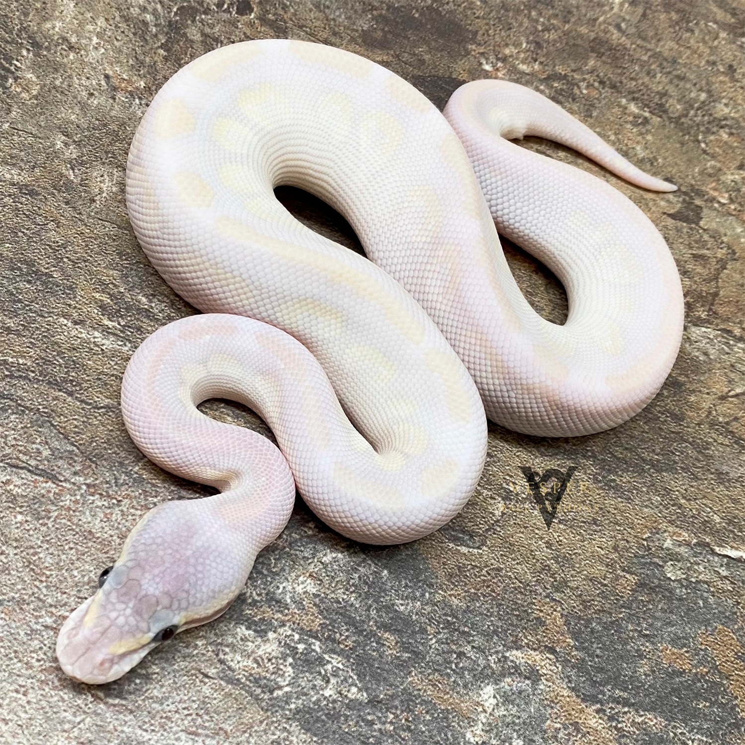 Opal Diamond Blue Eyed Lucy Ball Python by Vesper Ball Pythons ...