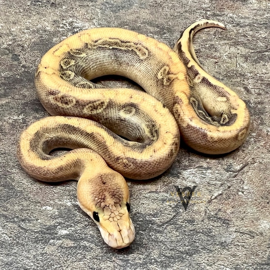 Super Enchi Pumpkin Champagne Ball Python by Vesper Ball Pythons