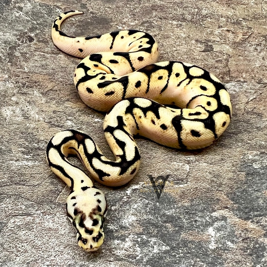 Pastel Calico Spider Ball Python Vesper Mordor Citrus Pastel Calico Spider Ball Python by Vesper Ball ...