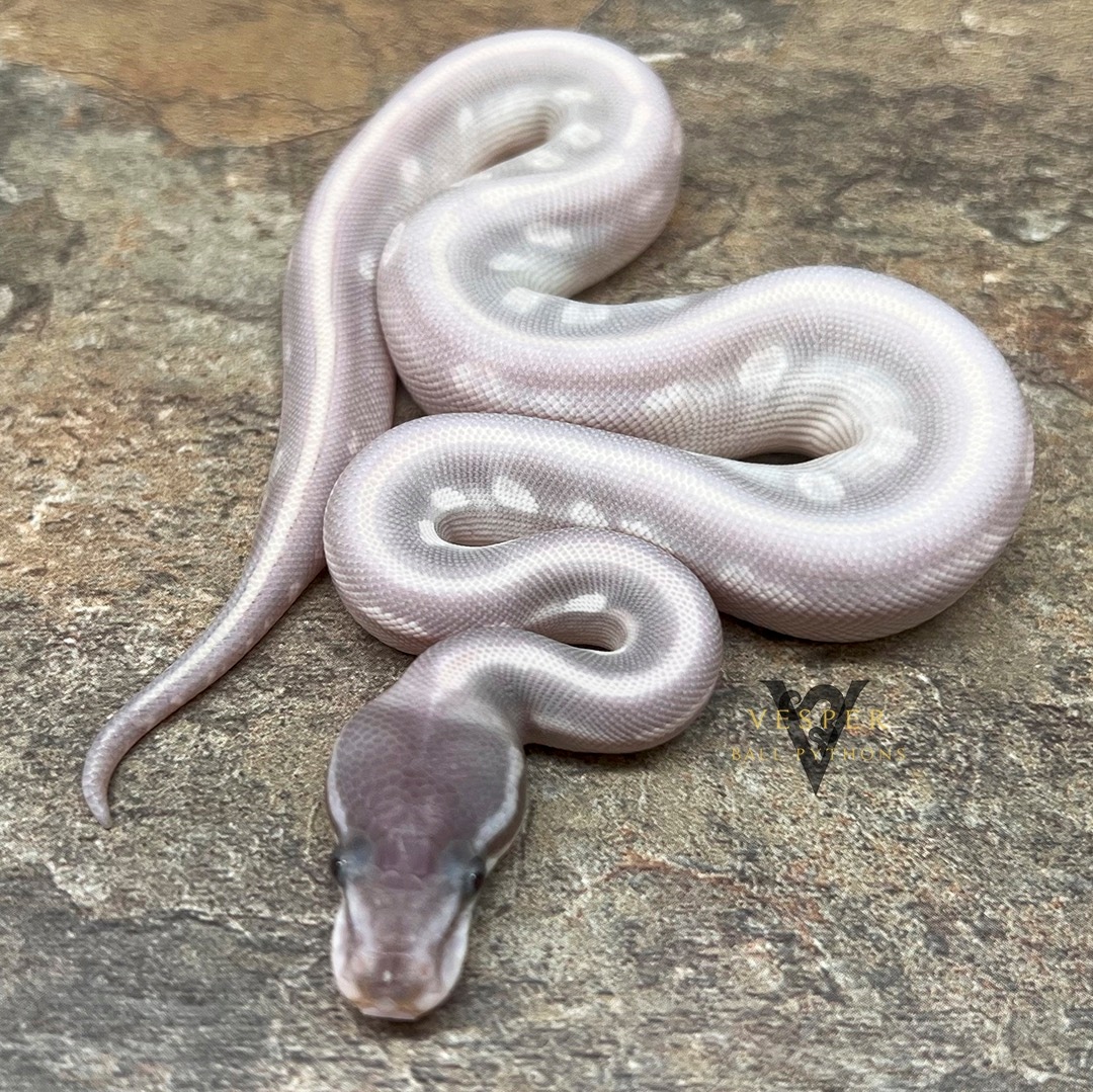 Purple Passion Blue Eyed Lucy Ball Python by Vesper Ball Pythons ...