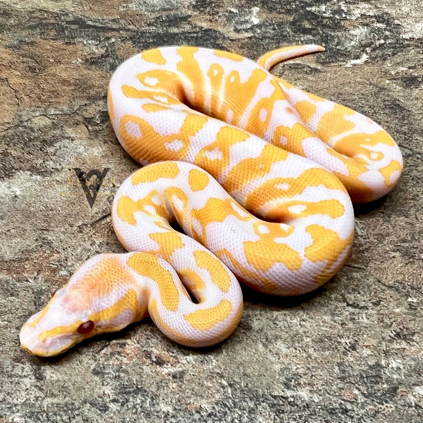 Lavender Albino Ball Python by Vesper Ball Pythons MorphMarket