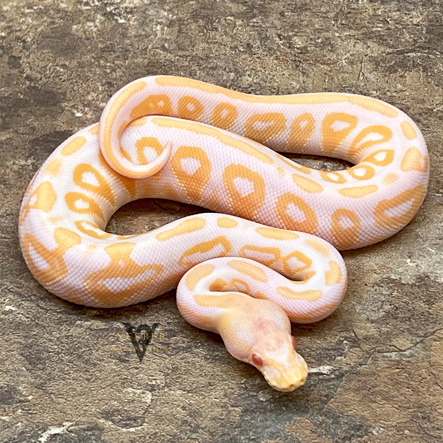 Cinnamon Albino Ball Python by Vesper Ball Pythons - MorphMarket