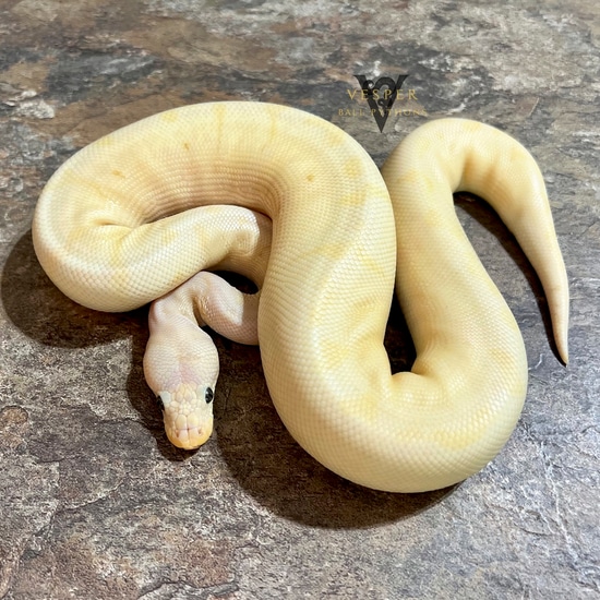 Banana Lemon Blast Clown Ball Python by Vesper Ball Pythons