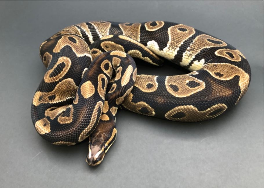 Scaleless Head Proven FREE Shipping Ball Python by VetBalls, Pete ...