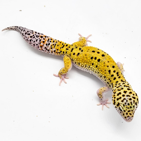 Super Giant Bleeding Snow Het Bell Radar Leopard Gecko by Kalico Gecko