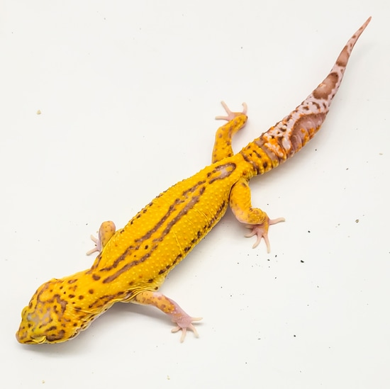 Super Giant Bleeding Snow Bold Bell Radar Leopard Gecko by Kalico Gecko