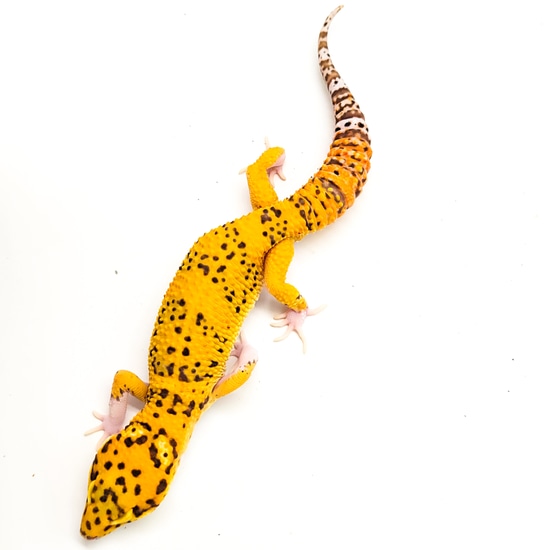 Super Giant Bleeding Snow Radar Bell Leopard Gecko by Kalico Gecko