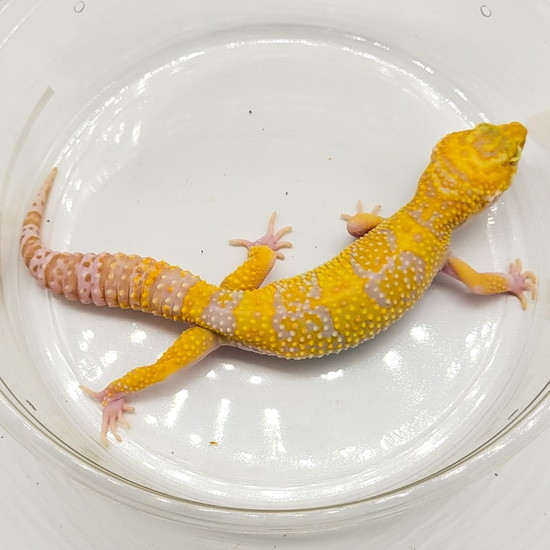 Super Giant Mack Snow Raptor Tremper Leopard Gecko by Kalico Gecko