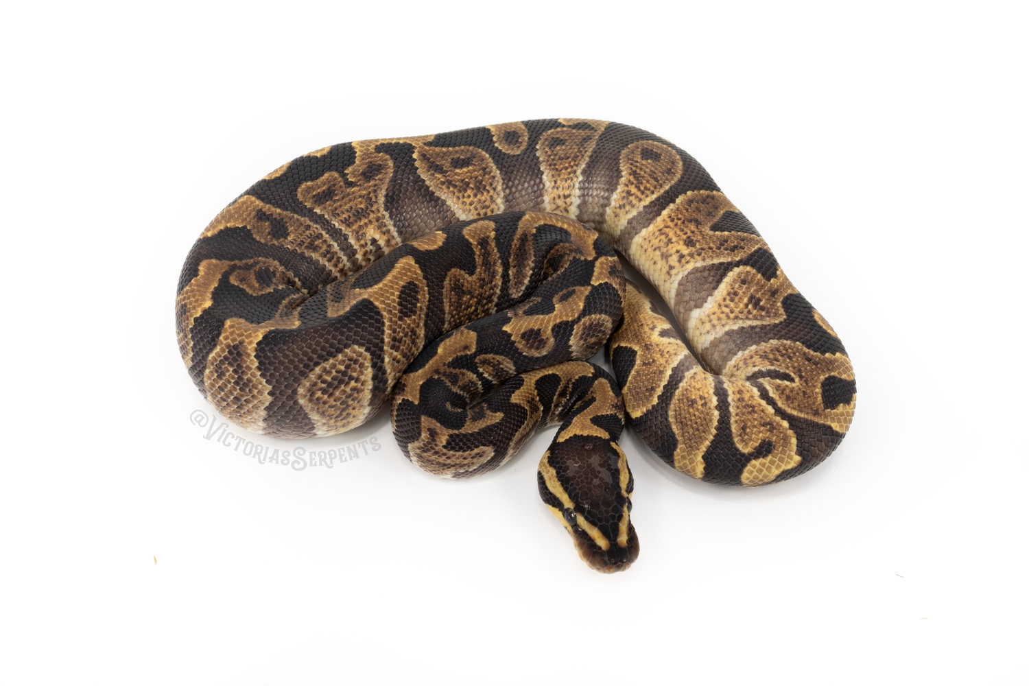 GHI Enchi Het Clown Ball Python by Victoria's Serpents - MorphMarket