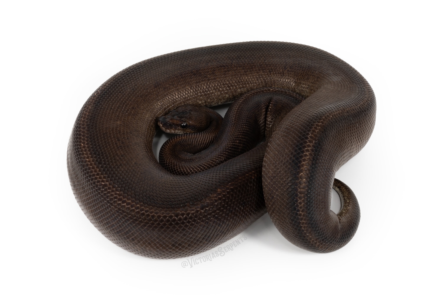 Suma (Pos Mocha) RTB Ball Python by Victoria's Serpents - MorphMarket