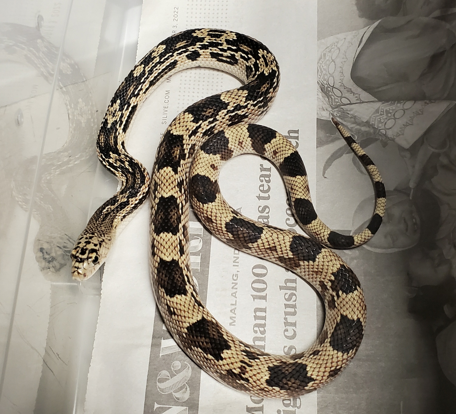 Northern Pine Snake by Vic's Pituophis MorphMarket