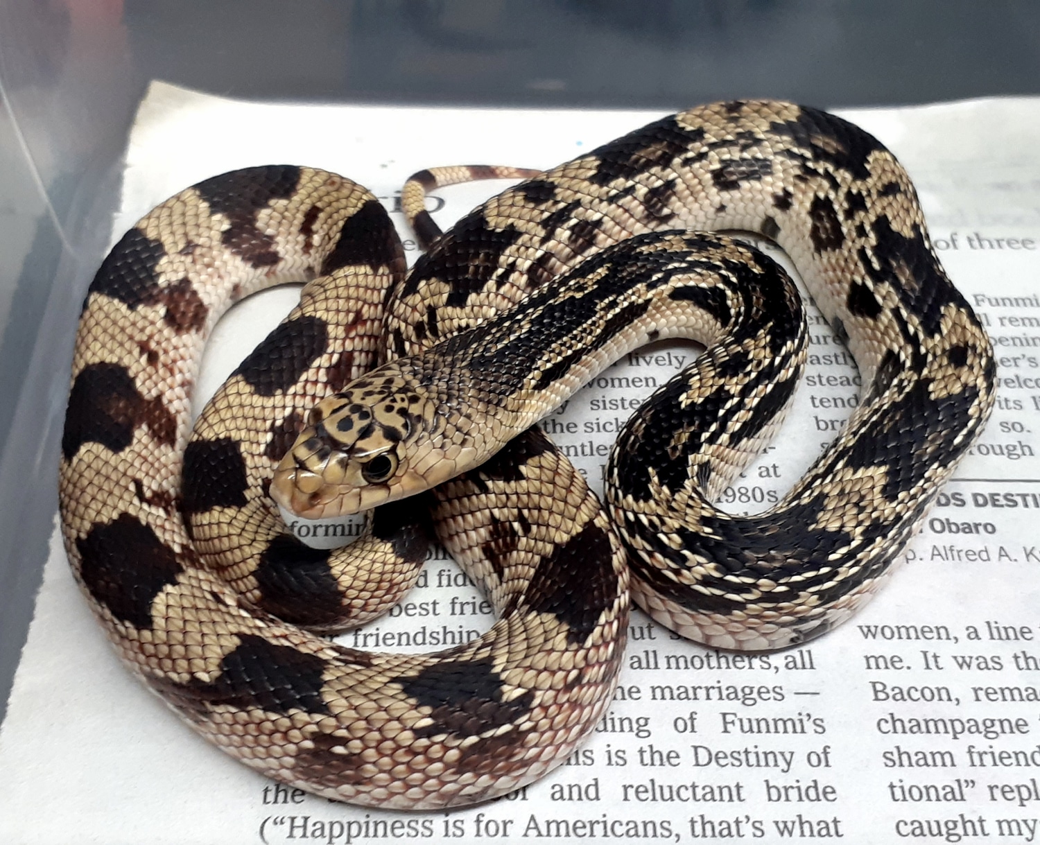 Photo inspiration: Northern Pine Snake Feeding Schedule During Molt Reference: 100 Het Albino Northern Pine Snake By Vic S Pituophis
