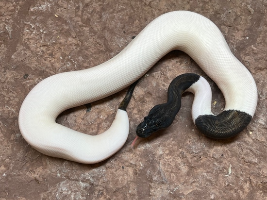 Suma Pied Ball Python by Simon Christensen