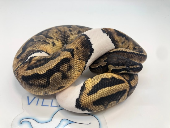 Pied 66% Het VPI Axanthic Ball Python by Villarino reptiles