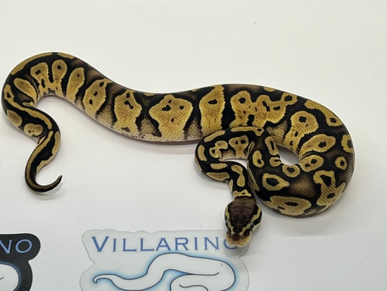 Pastel 66% Het VPI Axanthic 50% Het Pied Ball Python by Villarino reptiles