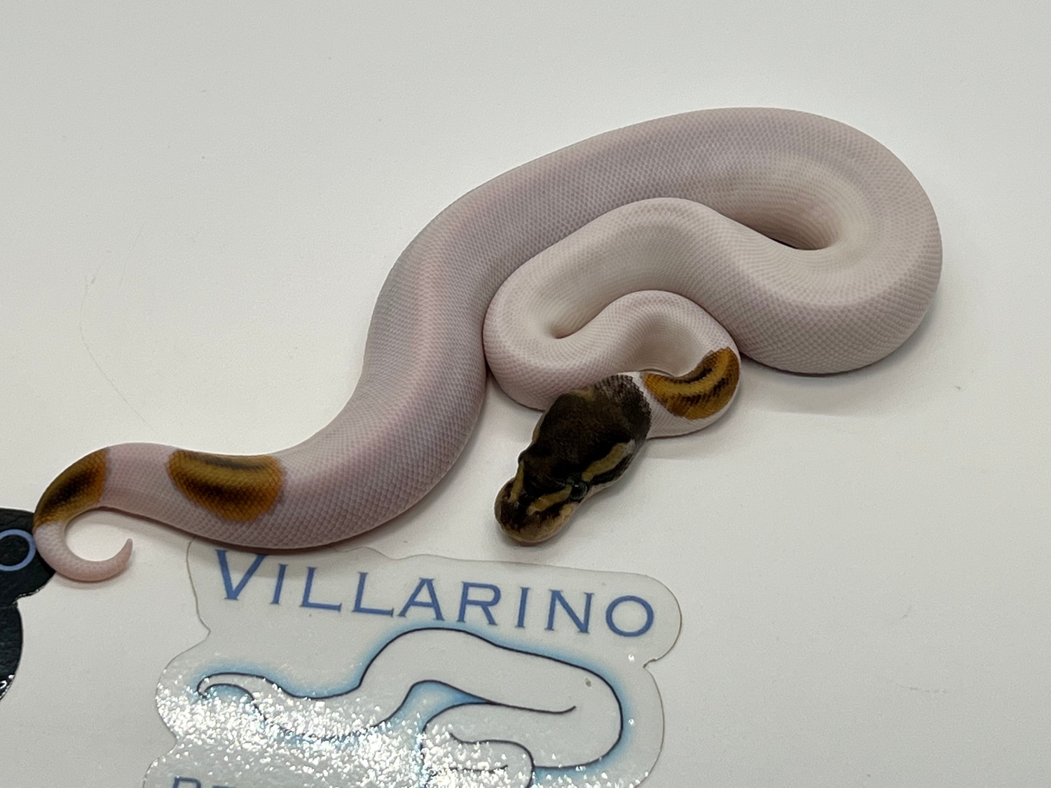 Mystic Pied Ball Python by Villarino reptiles - MorphMarket