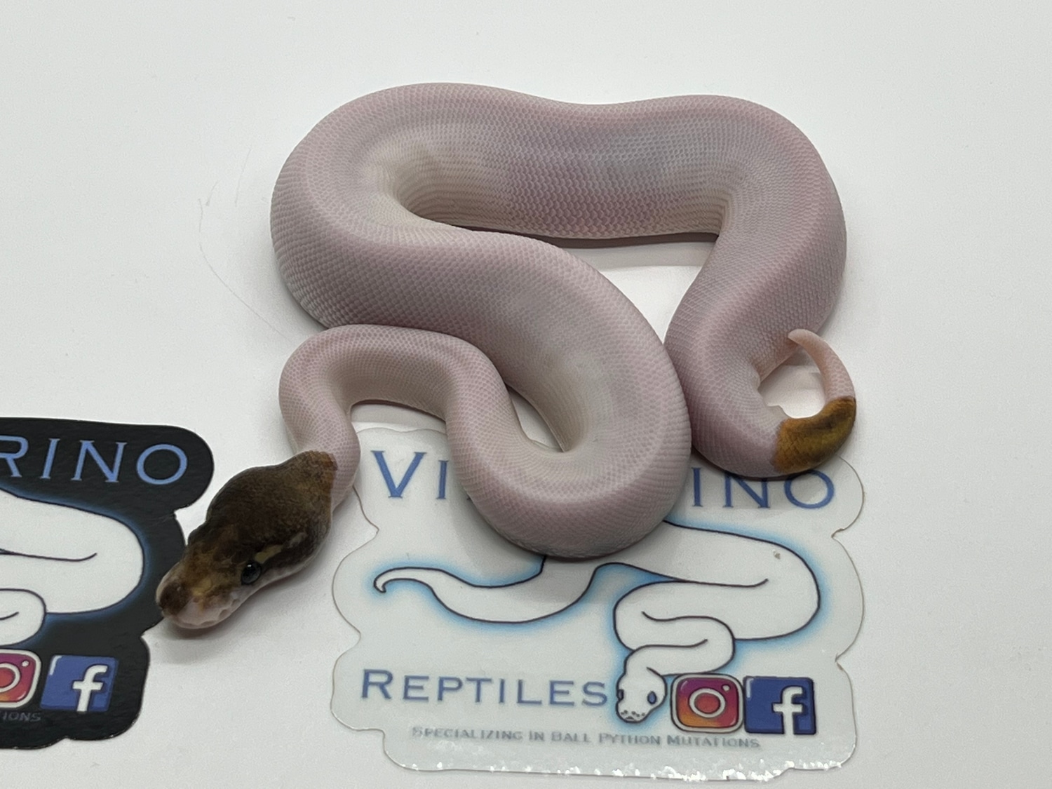 Mystic Pied Ball Python by Villarino reptiles - MorphMarket