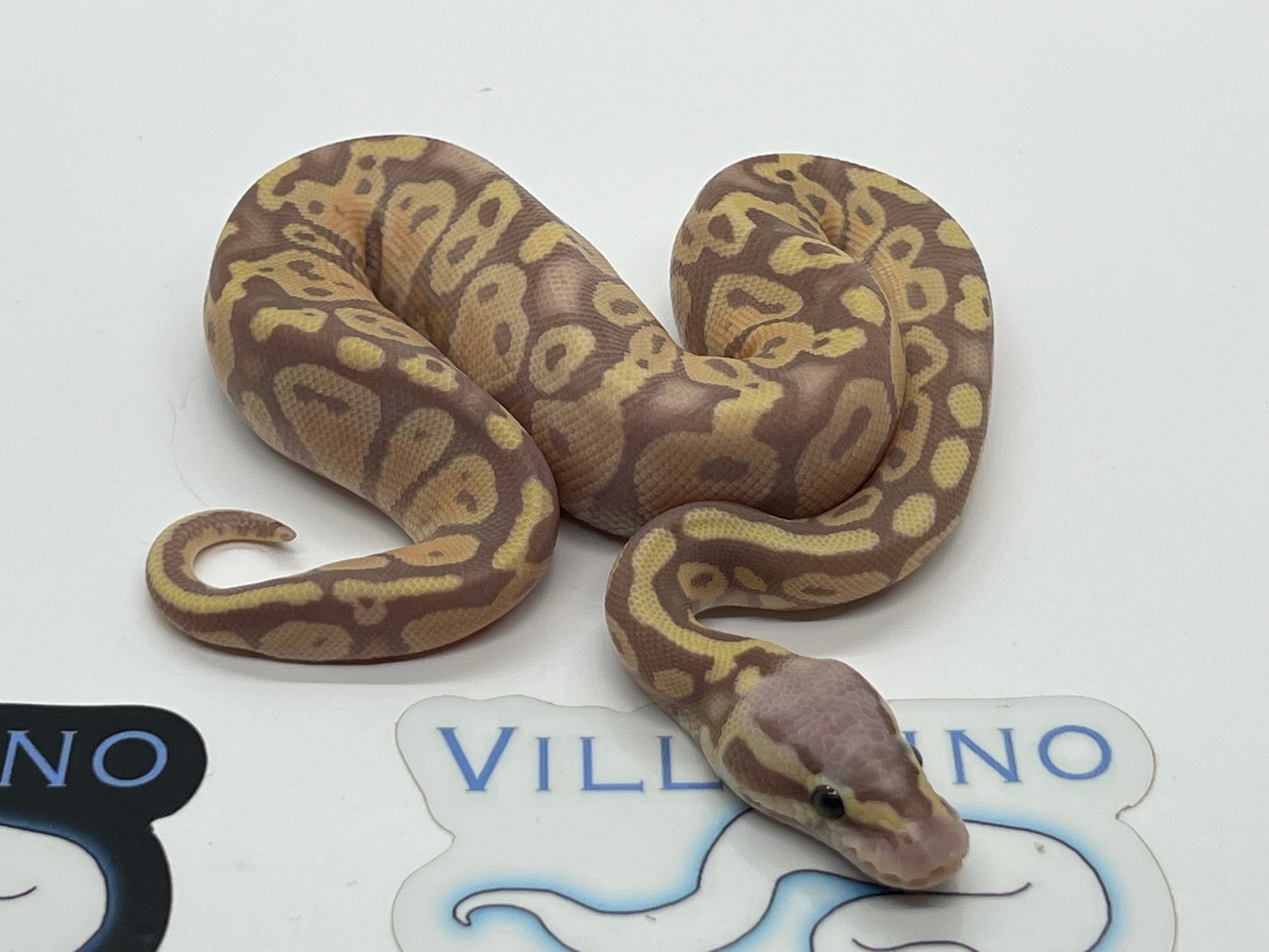 Banana Pastel Ball Python by Villarino reptiles MorphMarket