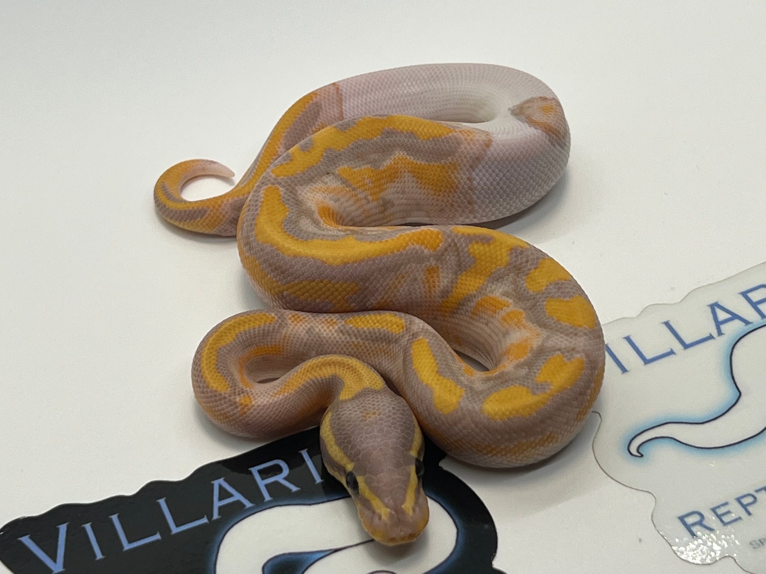 Banana Pied Ball Python by Villarino reptiles MorphMarket