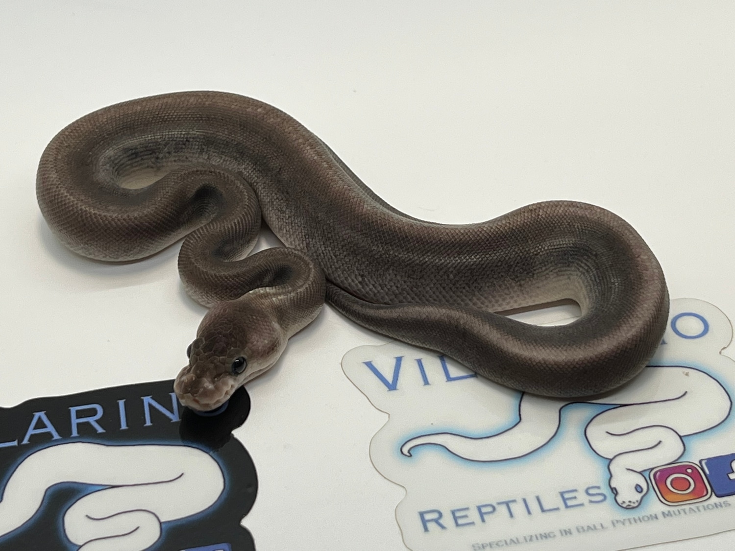 Silver Bullet 66 Het Pied Ball Python by Villarino reptiles - MorphMarket
