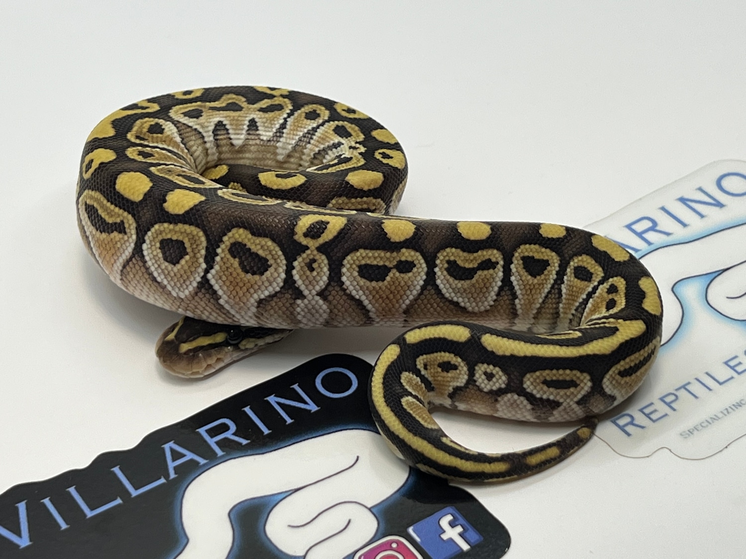 Butter Ball Python by Villarino reptiles - MorphMarket