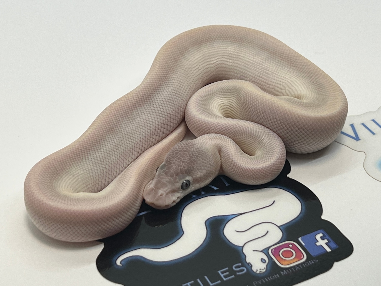 Super Mojave Ball Python by Villarino reptiles - MorphMarket