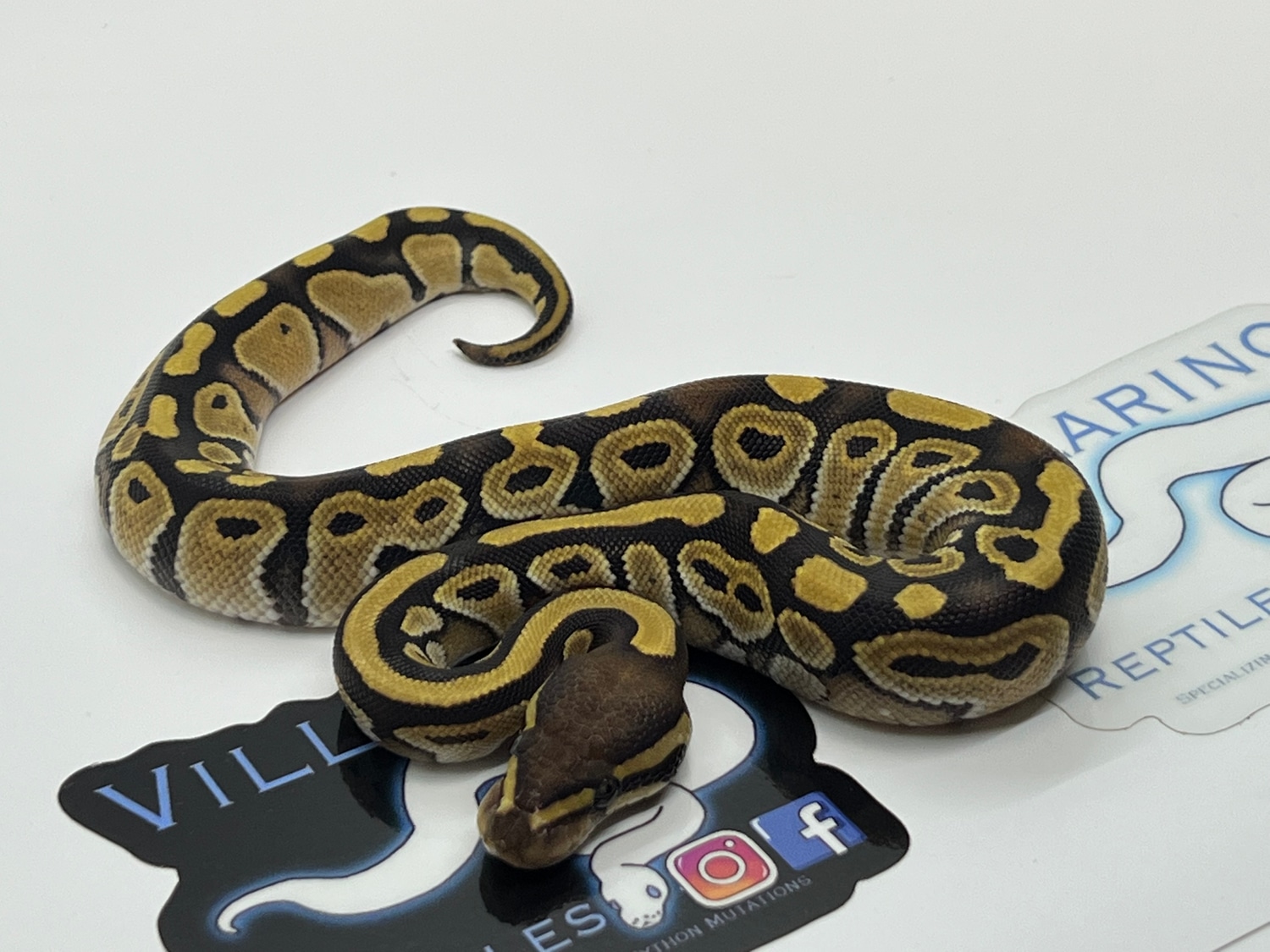 Mojave Ball Python by Villarino reptiles - MorphMarket