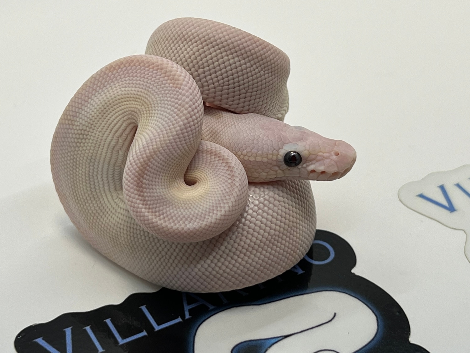 Blue Eyed Lucy BEL Ball Python by Villarino reptiles - MorphMarket
