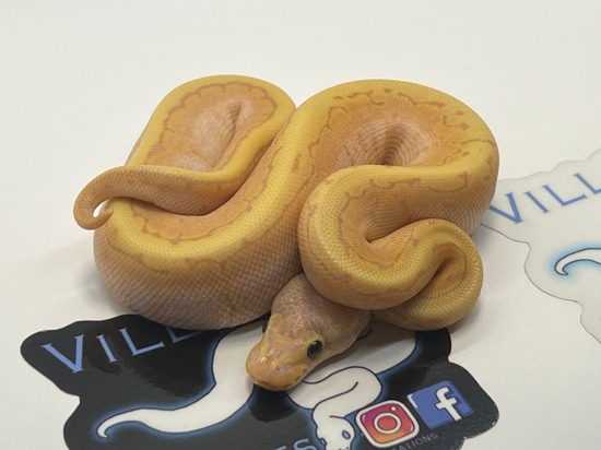 Banana Pin Ball Python by Villarino reptiles