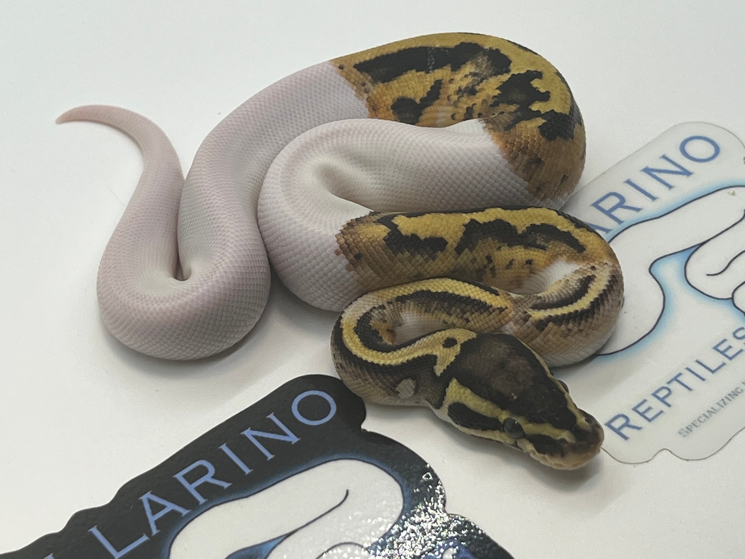 Pastel Pied Ball Python by Villarino reptiles - MorphMarket